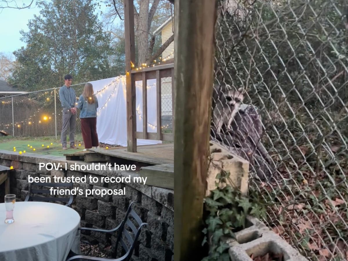 Proposal video goes wrong after friend gets distracted by a raccoon