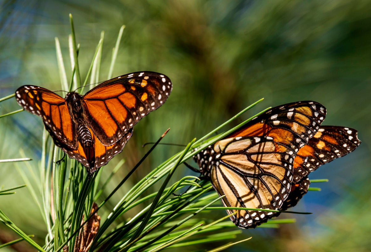 The number of monarch butterflies at their Mexico wintering sites has plummeted this year