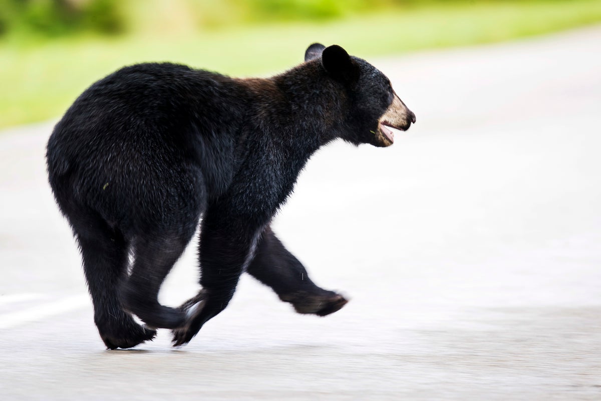 Hunters kick of Florida’s first bear hunt in a decade – this time with stricter rules