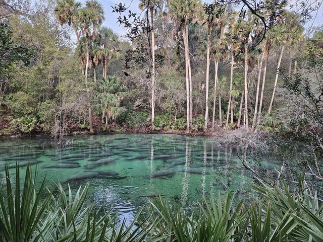 <p>Nearly 1,000 manatees gathered at a Florida state park earlier this month </p>