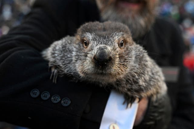 <p>Groundhog Day Things to Know</p>
