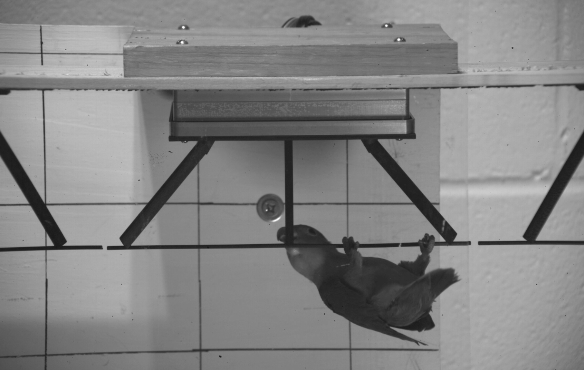 <p>Parrot using its beak to swing like a monkey</p>