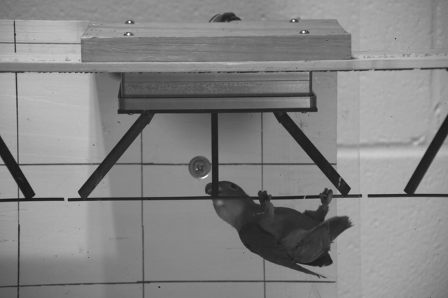 <p>Parrot using its beak to swing like a monkey</p>