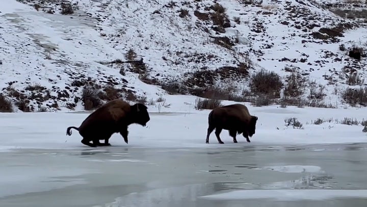A pair of bison navigating an icy lake at Yellowstone National Park. A man was injured and arrested after he allegedly kicked a bison in the park in late April