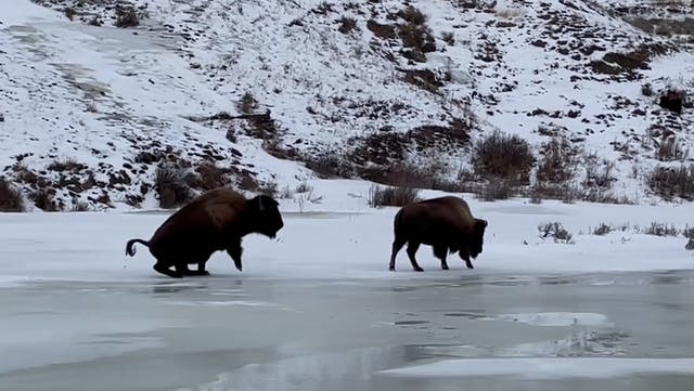 <p>A pair of bison navigating an icy lake at Yellowstone National Park. A man was injured and arrested after he allegedly kicked a bison in the park in late April </p>