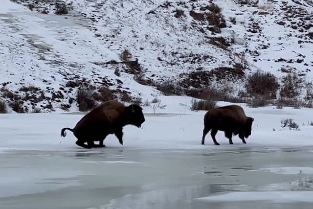 <p>A pair of bison navigating an icy lake at Yellowstone National Park. A man was injured and arrested after he allegedly kicked a bison in the park in late April </p>