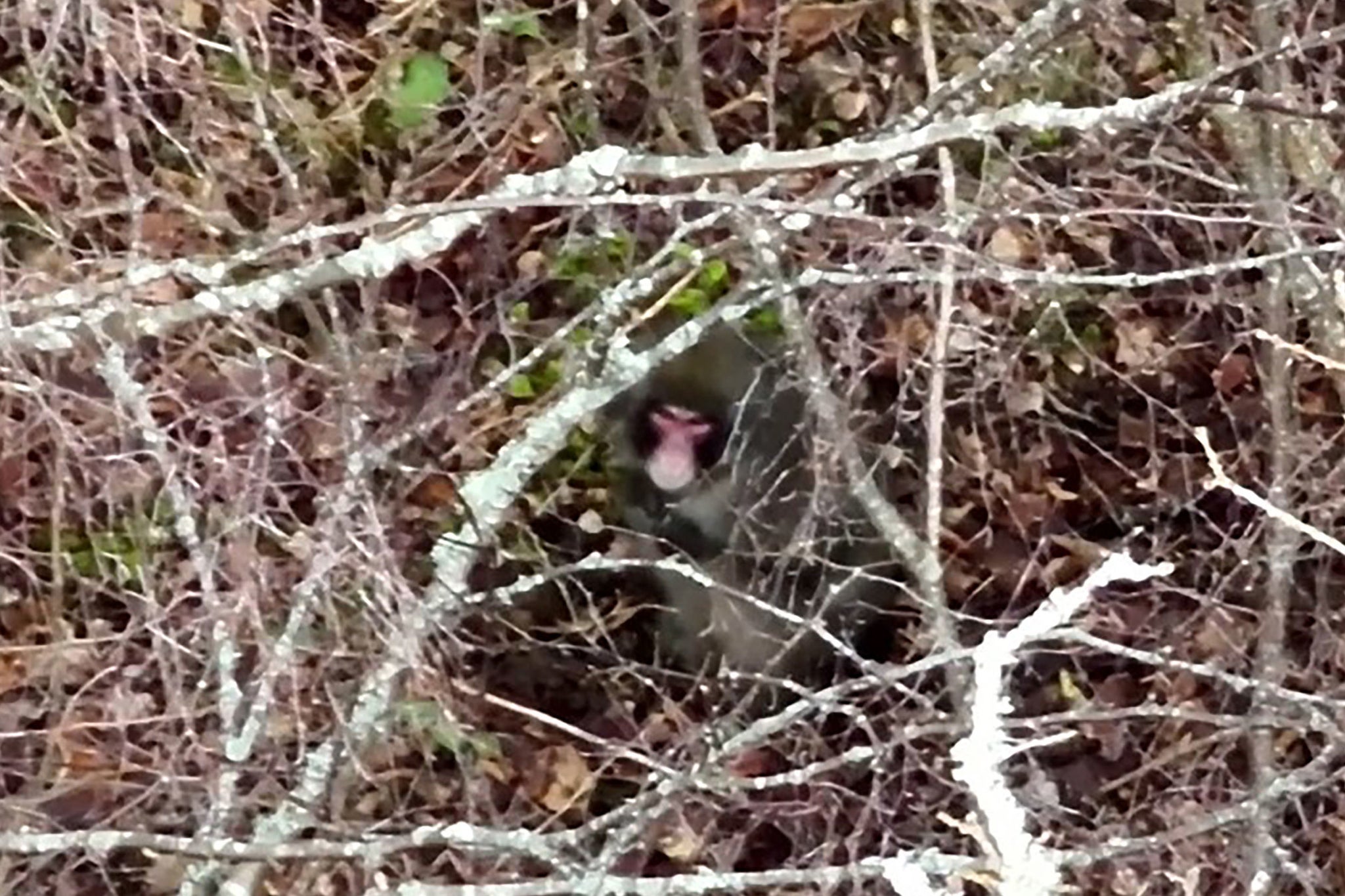 Kingussie Kong is pictured underneath branches as experts follow his progress using drones