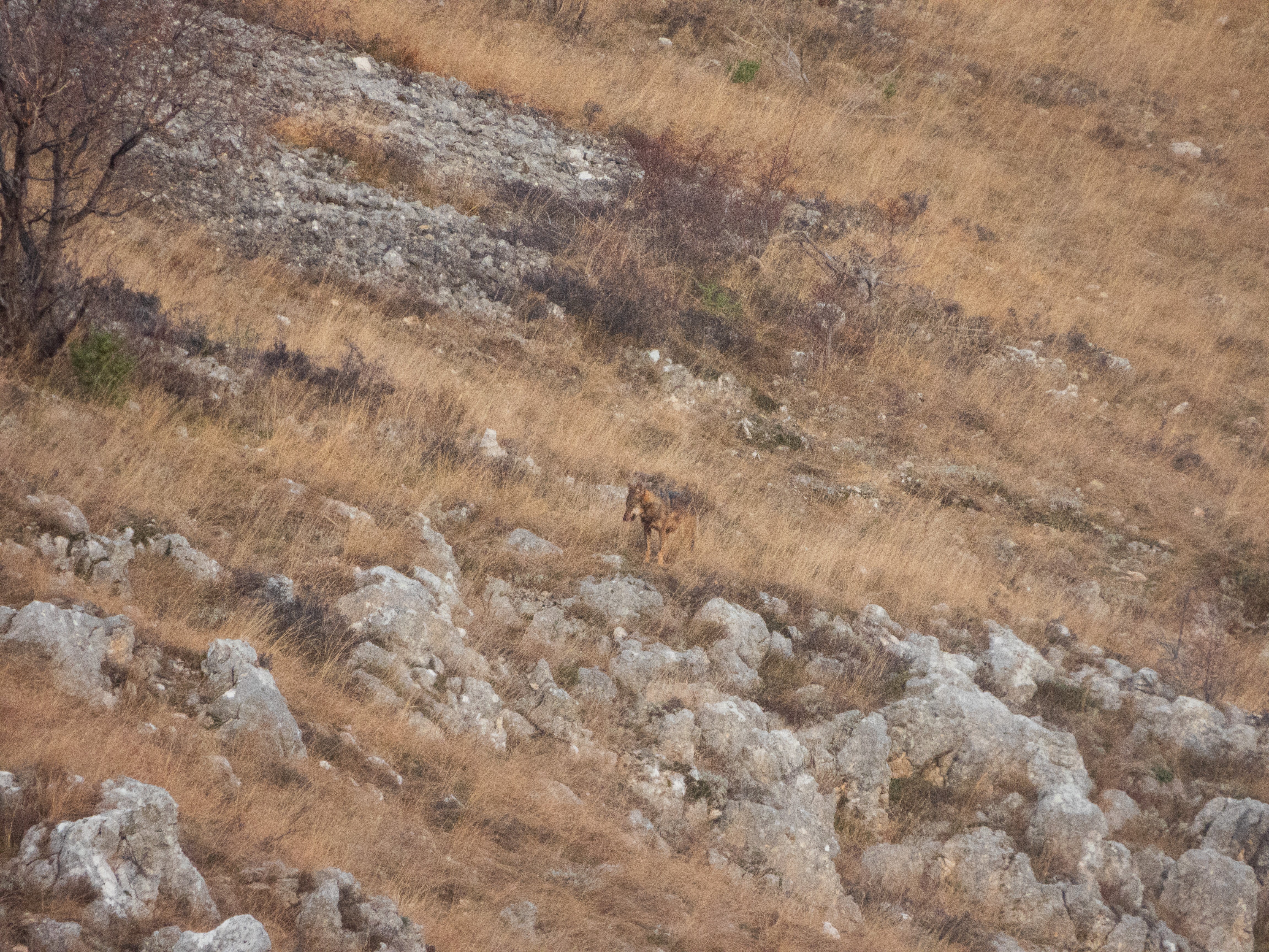 The writer spotted a wolf, who did a fine job of blending into the landscape