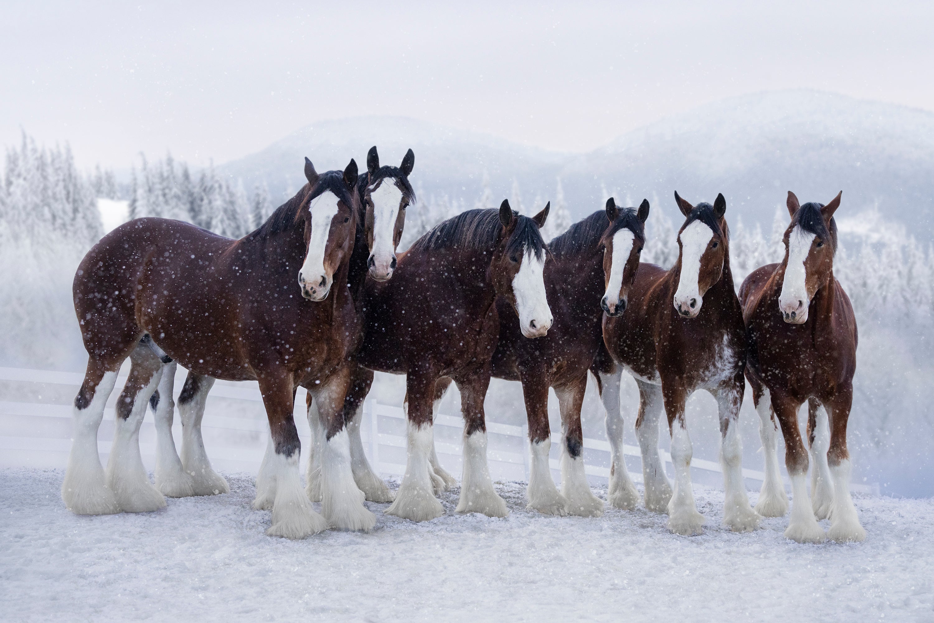 Super Bowl Ads Budweiser Clydesdales