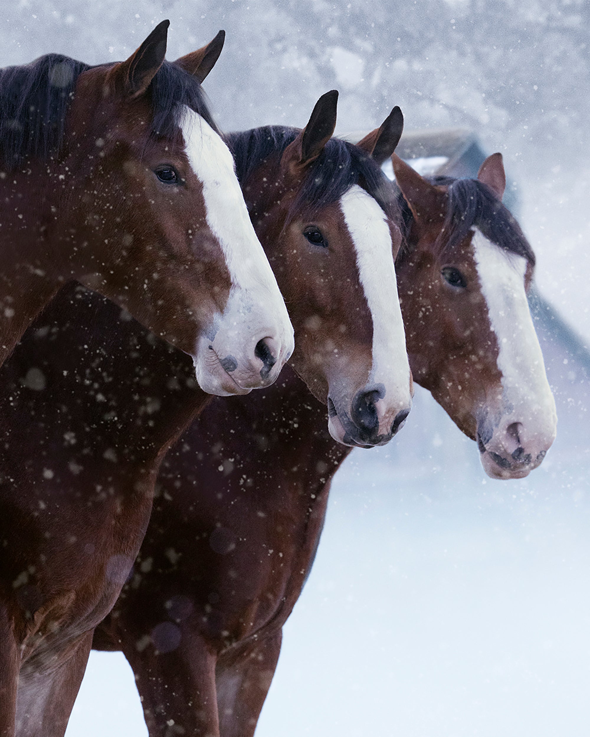 Super Bowl Ads Budweiser Clydesdales