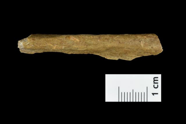 Human bone fragment from the new excavations at Ranis (Thuringian State Office for Heritage Preservation and Archaeology/PA)