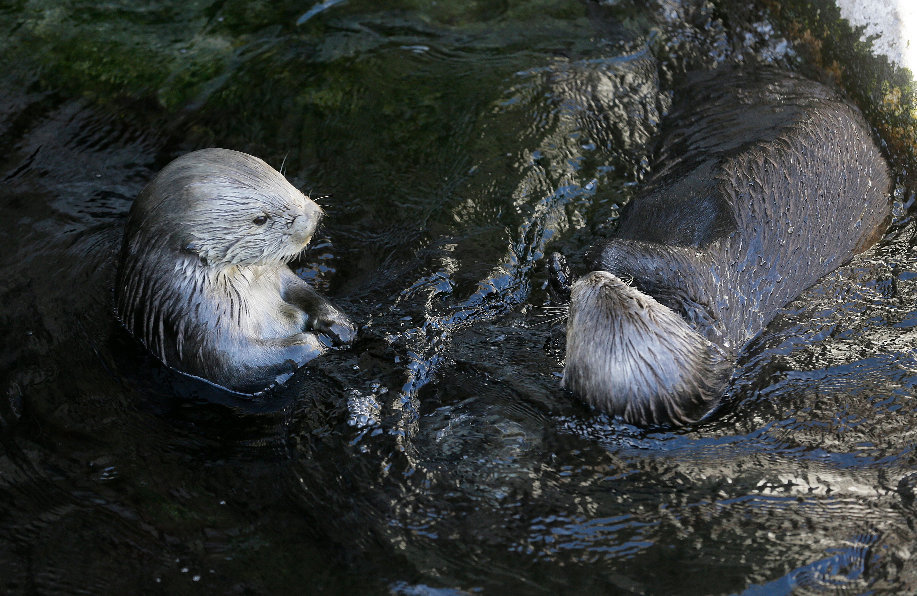 Sea Otters