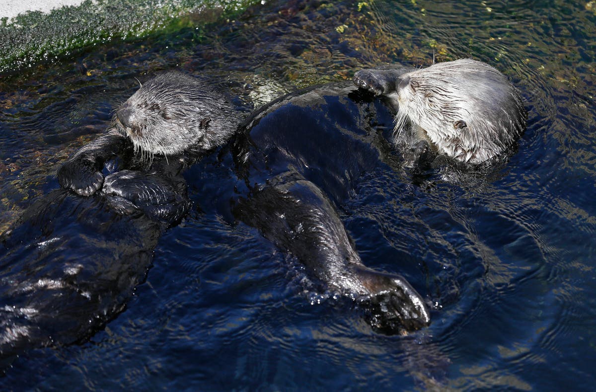 Hungry sea otters are helping save California's marshlands from erosion