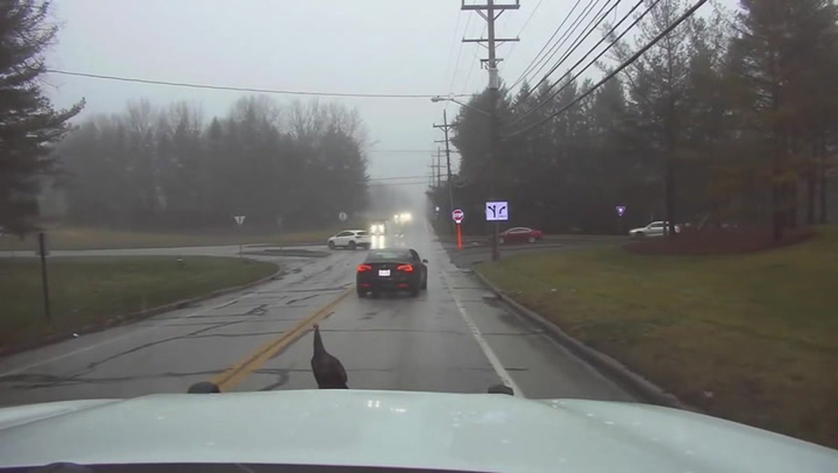 Police attempt to corral wild turkey that keeps wandering into traffic |  Lifestyle | Independent TV