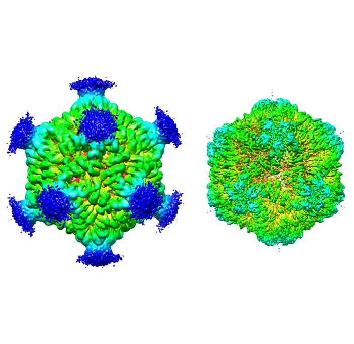 The three-dimensional structure of a PNMA2 complex, which can trigger a dangerous immune reaction when released by tumor cells