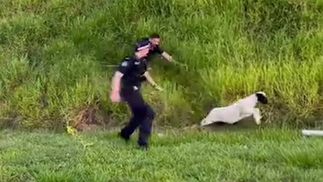 <p>Police officer takes tumble chasing runaway sheep on side of motorway.</p>