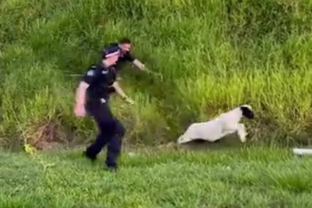 <p>Police officer takes tumble chasing runaway sheep on side of motorway.</p>