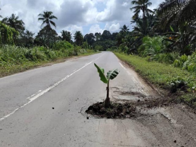<p>A Malaysian man planted a banana tree in a pothole on a road to pressure authorities to repair it</p>