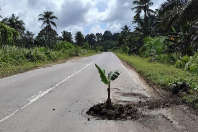 <p>A Malaysian man planted a banana tree in a pothole on a road to pressure authorities to repair it</p>