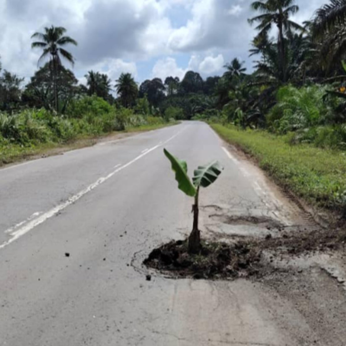 Malaysia man's viral stunt of planting banana tree in pothole gets road repaired within hours | The Independent