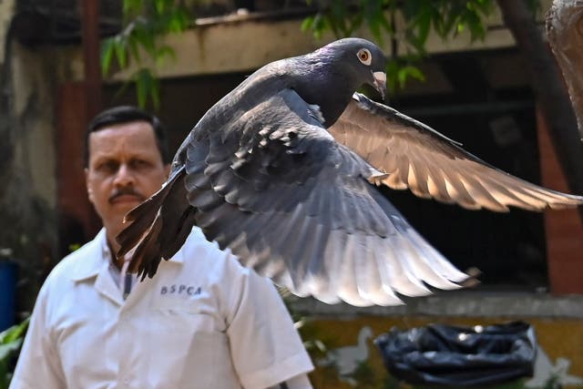 <p>India Suspected Spy Pigeon</p>