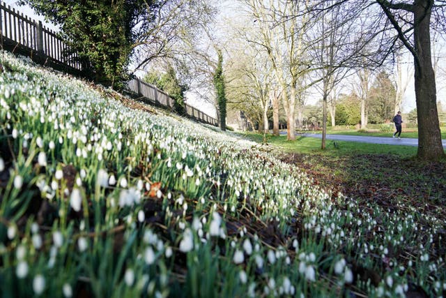 <p>Snowdrops in St Nicholas' Park, Warwick </p>