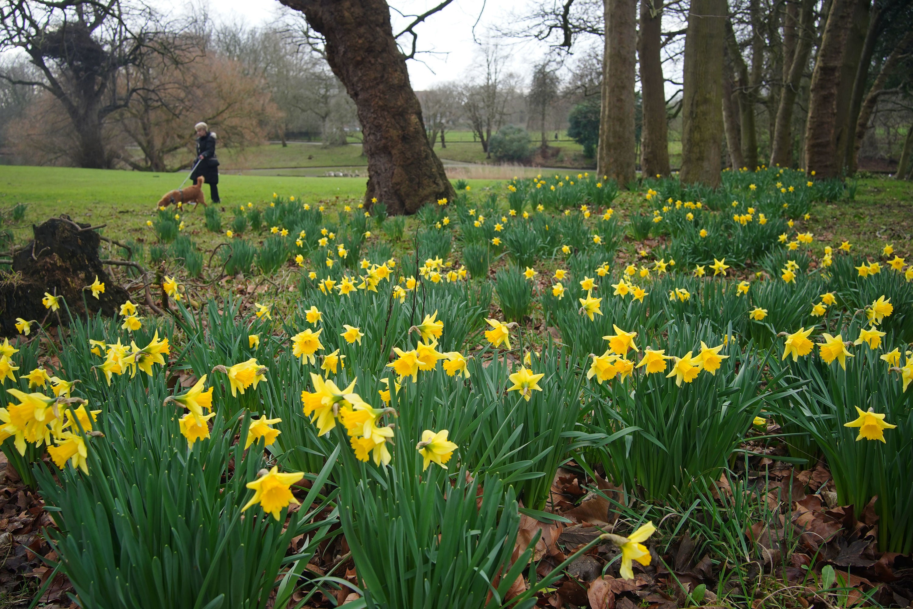 A woman walks by daffodils in bloom at Greenbank Park, Liverpool, during a bright winter morning. Picture date: Thursday February 1, 2024. PA Photo. Photo credi: Peter Byrne/PA Wire