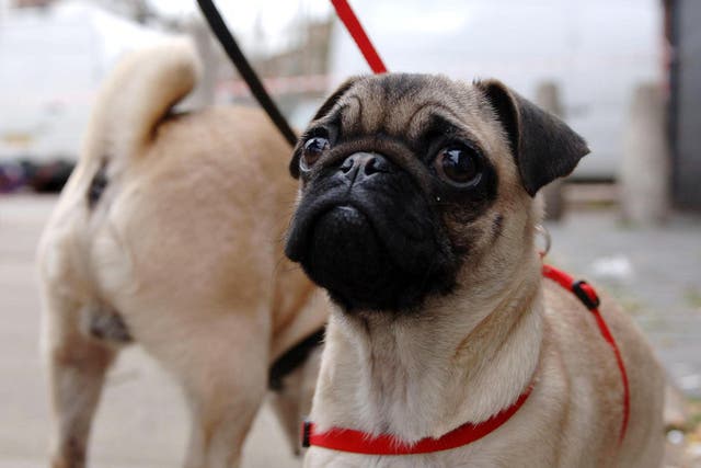 Flat faced dogs such as pugs have an increased risk of shorter lifespan (Clara Molden/PA)