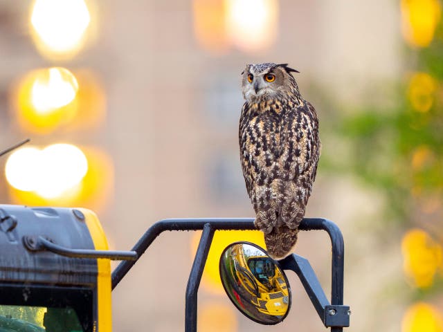 Escaped Owl Central Park