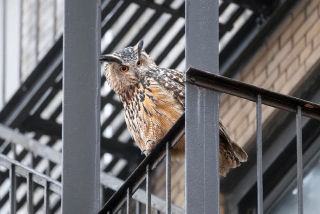 <p>Escaped Owl Flaco in Central Park</p>