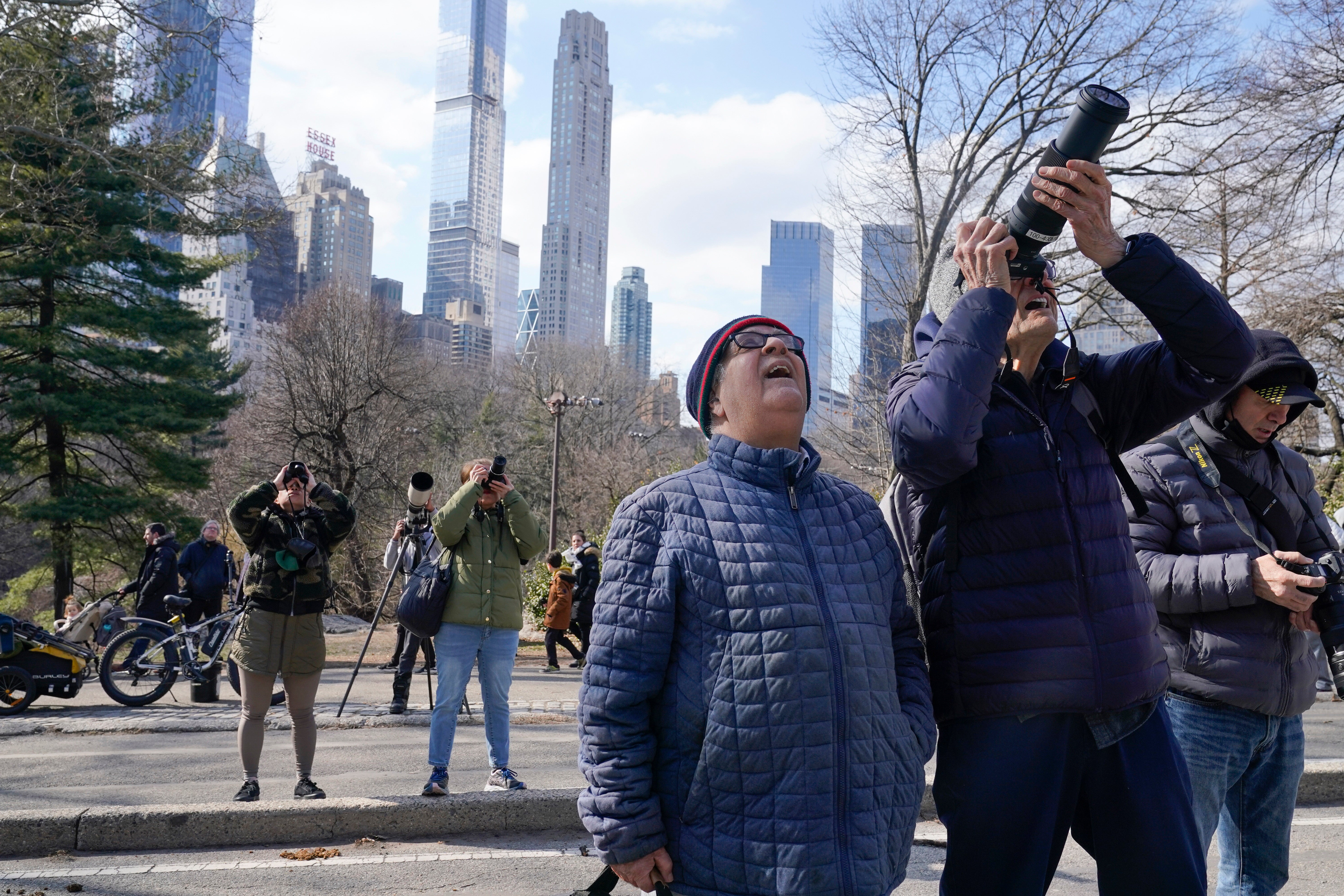 A crowd of people gather in Central Park to look at Flaco, a Eurasian eagle-owl, Monday, February 6, 2023