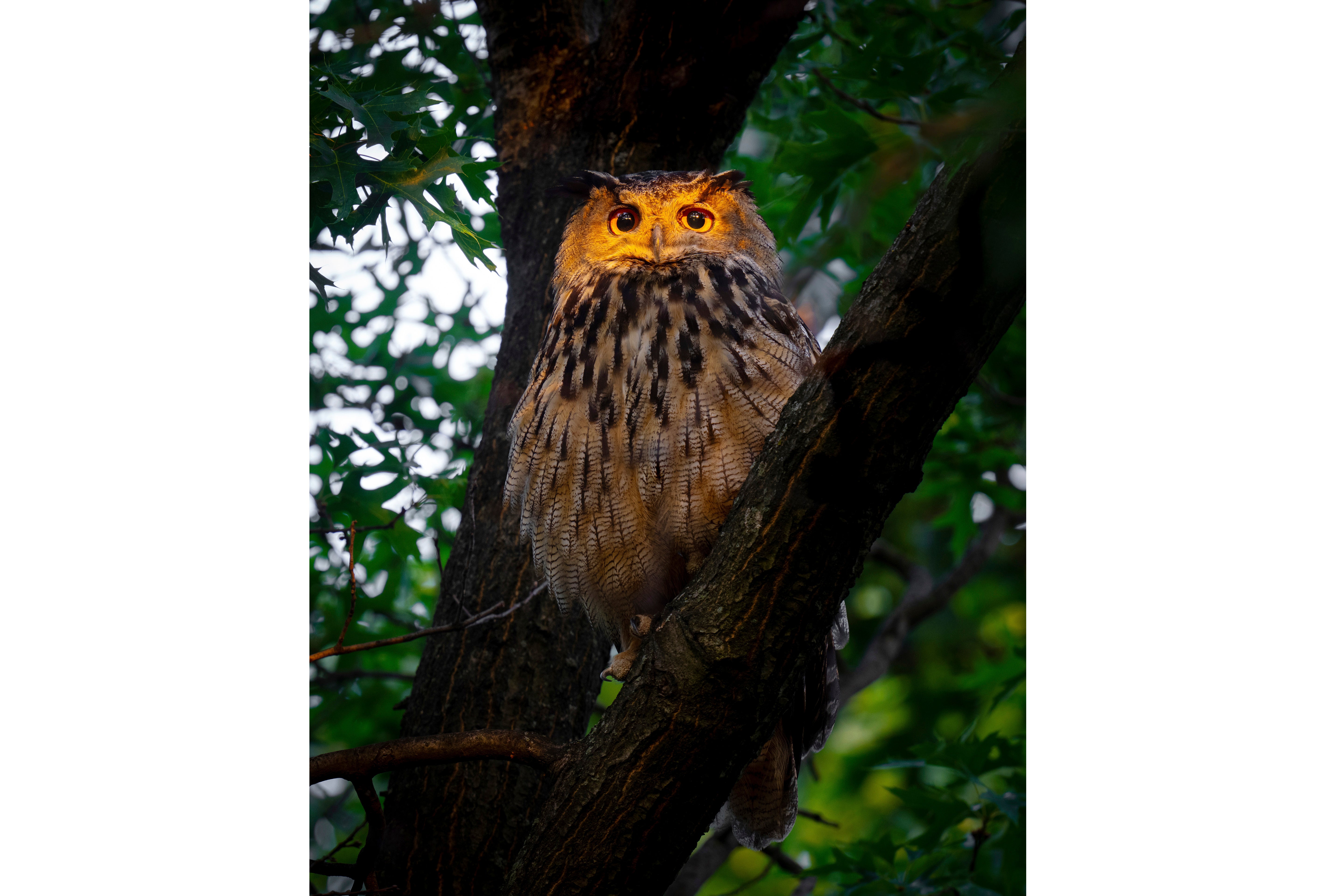 Escaped Owl Central Park