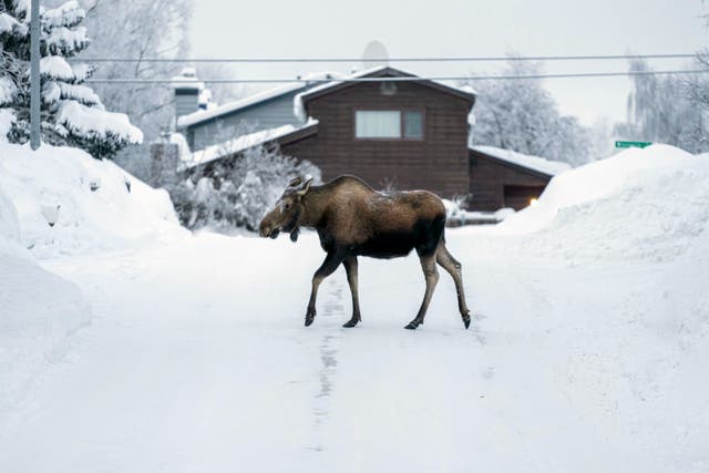 <p>A moose crosses a residential street in the snow, Thursday, Feb. 1, 2024, in Turnagain, Alaska</p>