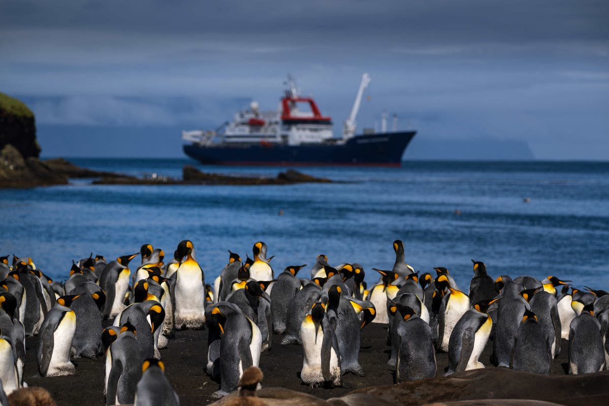 King penguin swims hundreds of miles from Antarctic to show up on Australian beach