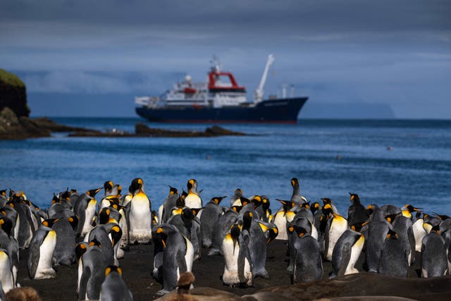 <p>File: Thousands of King penguin (Manchots Royaux) are pictured on 20 December 2022 on the Posession Island, part of the Crozet Islands which are a sub-Antarctic archipelago</p>