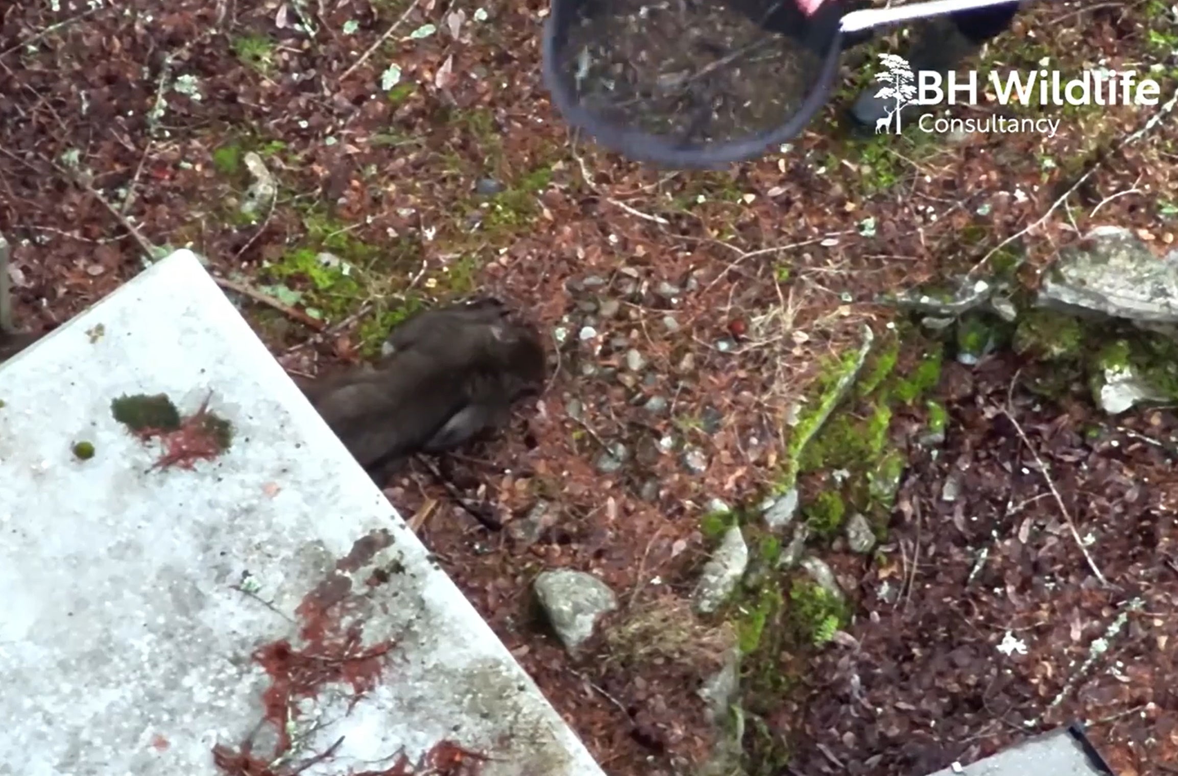The Japanese macaque was spotted snacking at a bird feeder in a garden after his escape