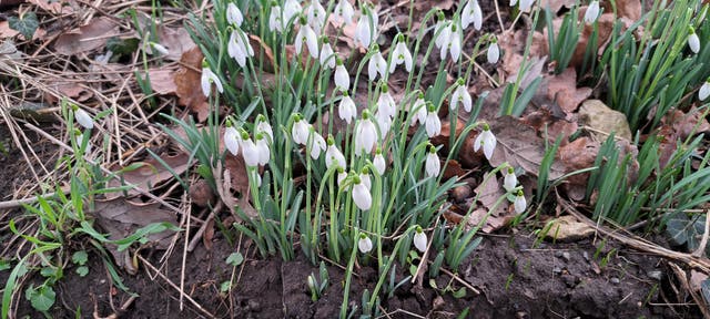 <p>The cool white silence / Of newly sprung snowdrops as they proliferate, is antidote</p>