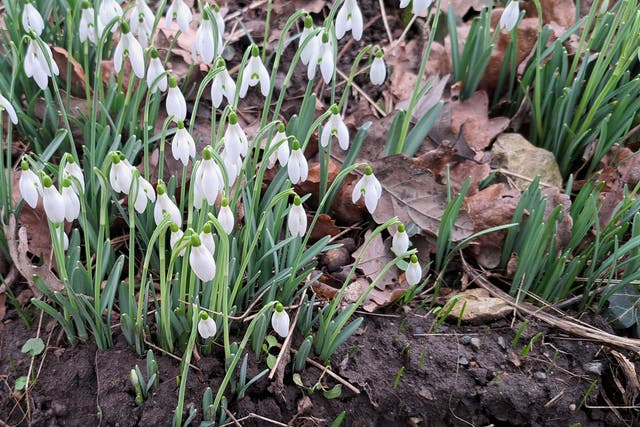 <p>The cool white silence / Of newly sprung snowdrops as they proliferate, is antidote</p>