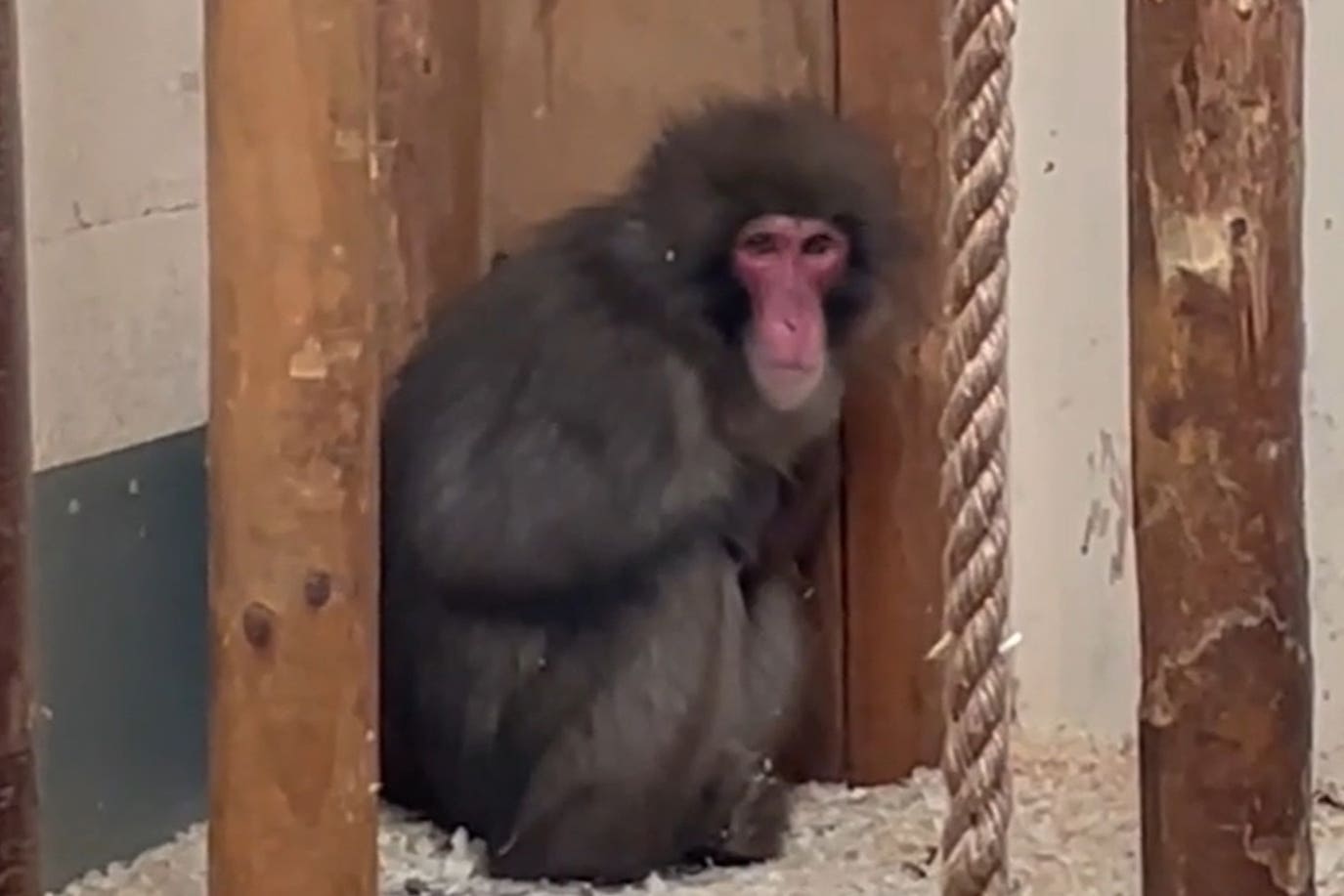 Honshu back in his enclosure at Highland Wildlife Park following his five-day adventure in the wild