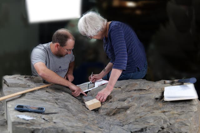 <p>Researchers investigating the rare fossil</p>