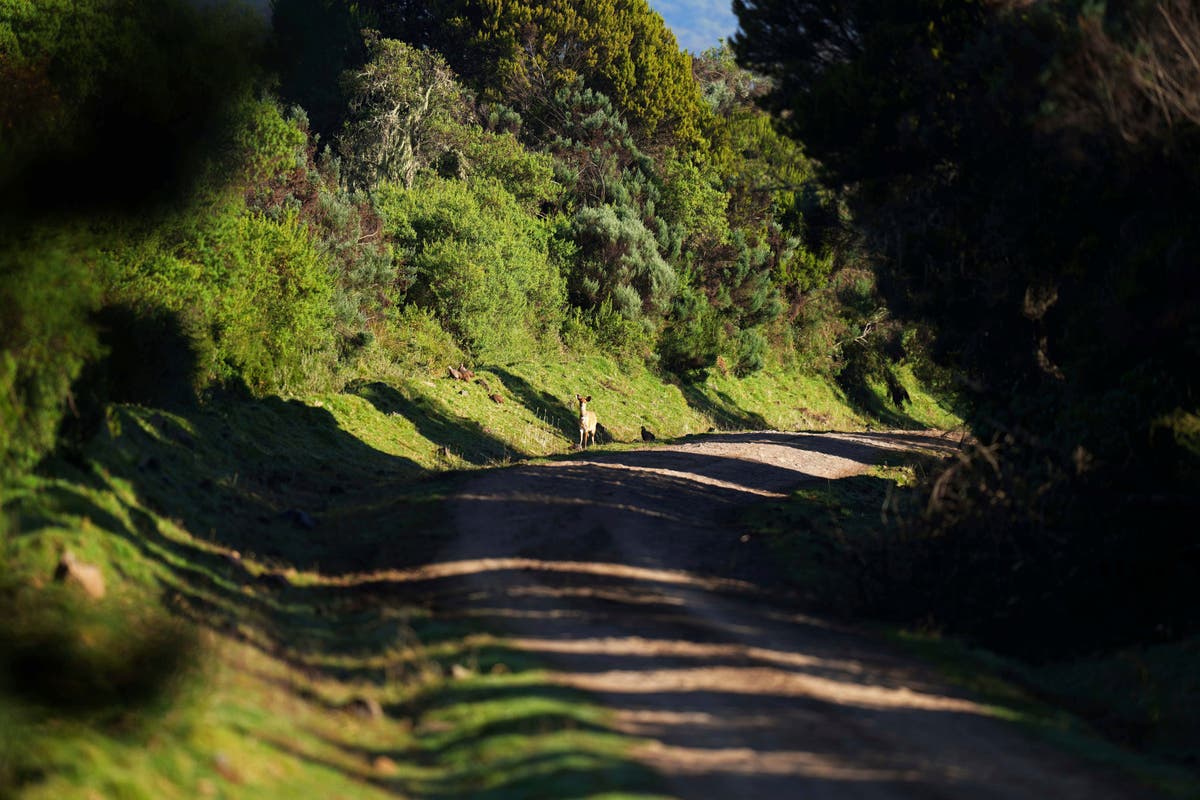 Planned road across Kenyan park creates split between environmental costs and financial gains