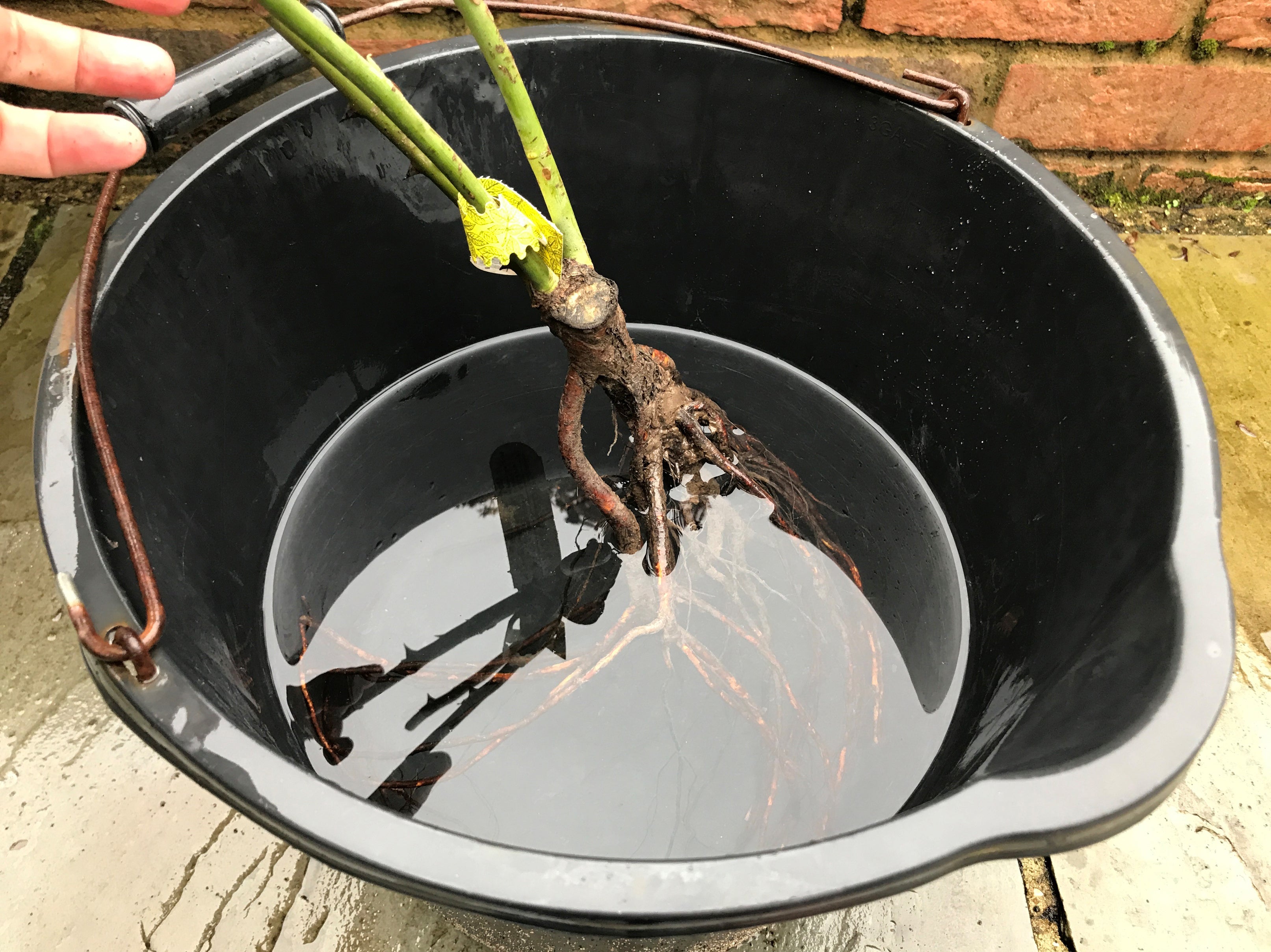 Soaking the roots of a bare root rose in a bucket of water