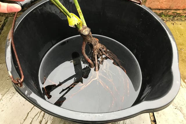 <p>Soaking the roots of a bare root rose in a bucket of water</p>