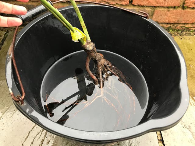 <p>Soaking the roots of a bare root rose in a bucket of water</p>