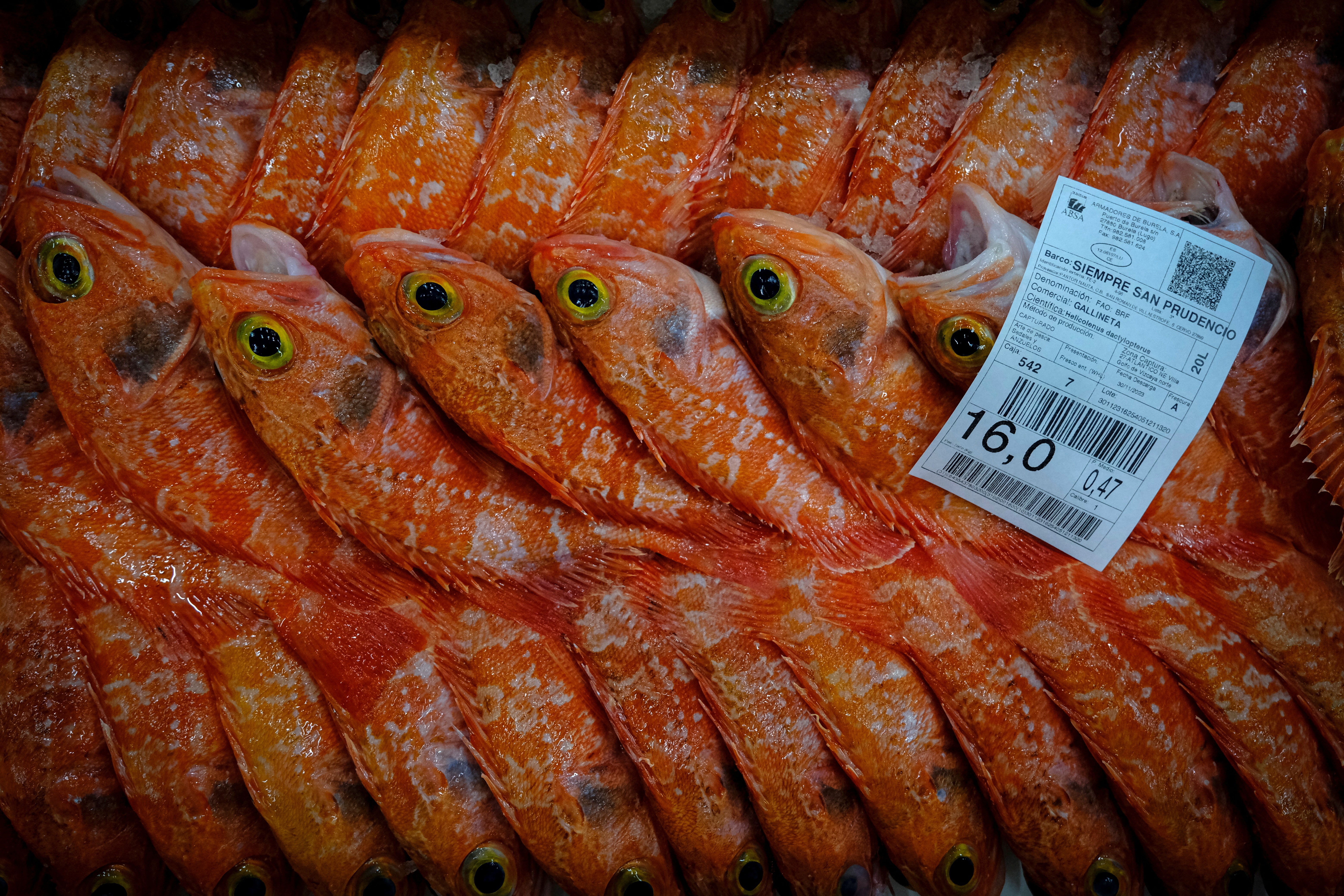 A box filled with blackbelly rosefish is seen before being auctioned at Burela’s port