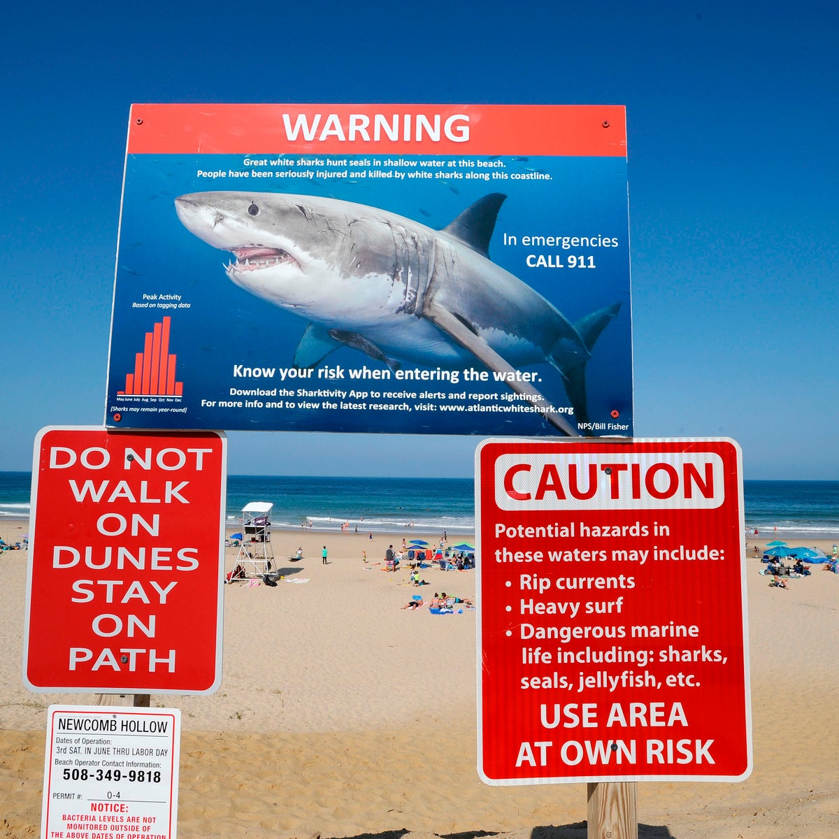 Deadly shark attacks double with 'disproportionate' number in one country