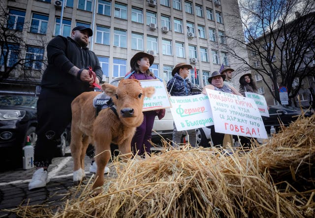 <p>Bulgarian farmers family hold posters reading: ‘We want humane treatment of farmers’ </p>