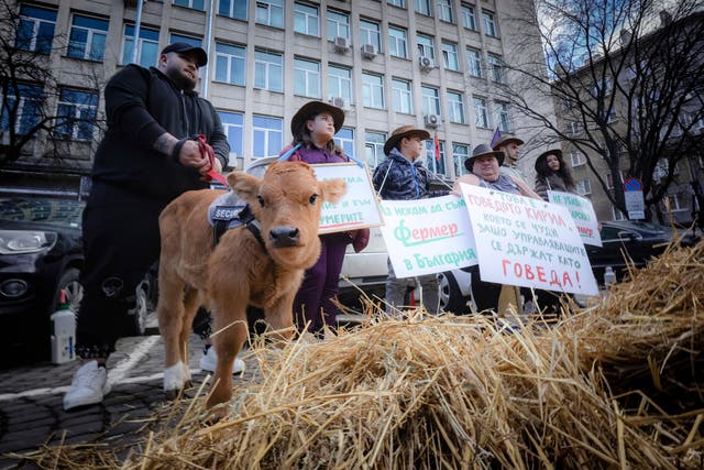 <p>Bulgarian farmers family hold posters reading: ‘We want humane treatment of farmers’ </p>