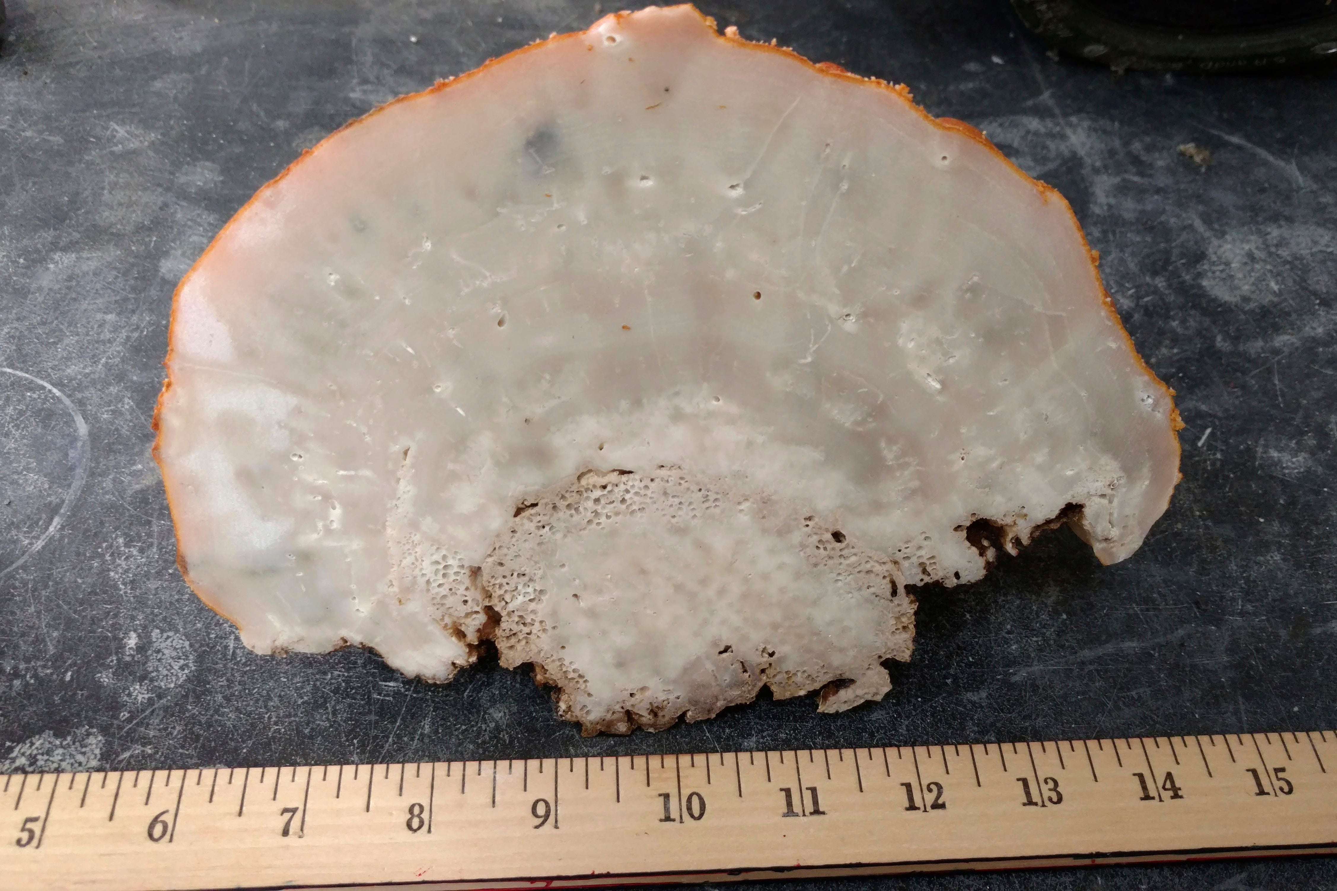 Climate Caribbean Sponges Warming