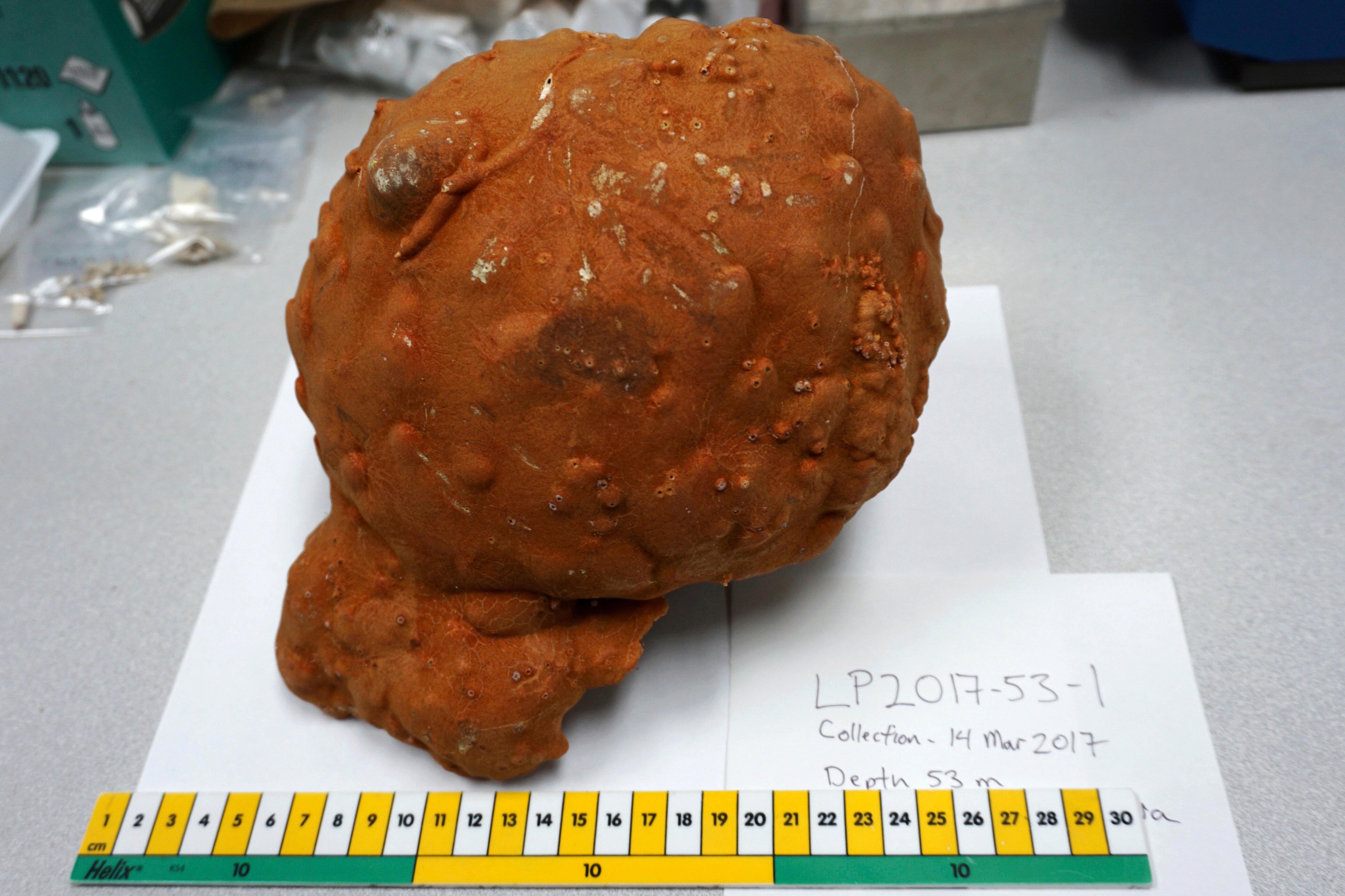 Climate Caribbean Sponges Warming